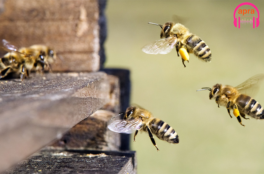 Le réchauffement climatique, facteur de rétrécissement de la taille des abeilles.