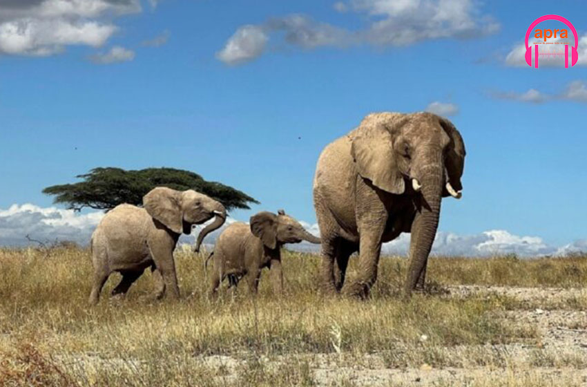 Ecologie : Les éléphants d’Afrique reconnaitraient leurs noms propres