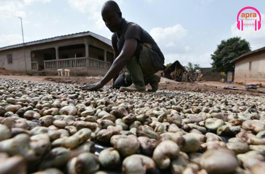 Agriculture : Comment la Côte d’Ivoire veut doubler sa capacité de transformation de noix de cajou