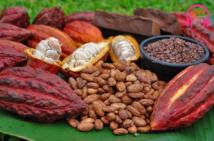 Cacao culture : la Côte d’Ivoire et le Ghana boycottent la réunion annuelle de l’industrie du chocolat.