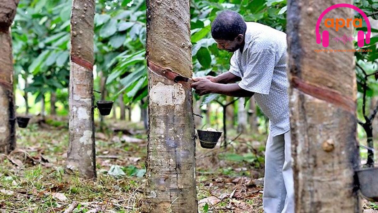 Économie / Côte d’Ivoire : une ristourne de 10 FCFA par kilo instaurée pour les coopératives d’hévéa.