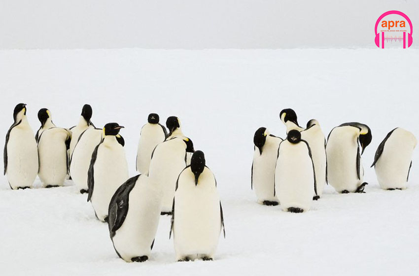 Environnement  / Antarctique : Une colonie de manchots empereurs découverte
