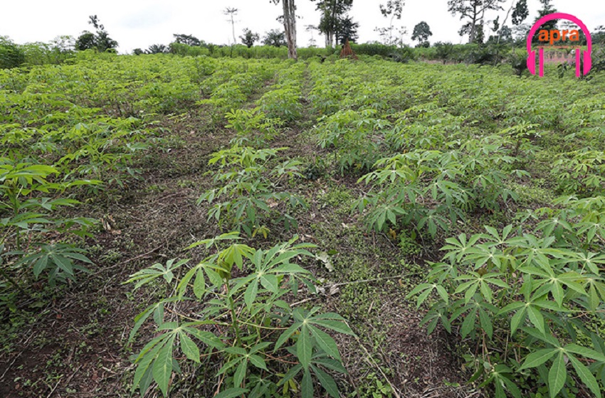 Agriculture : Plus de 5 millions de boutures de manioc distribuées dans le cadre du projet PURGA 2 en zone Centre-Ouest