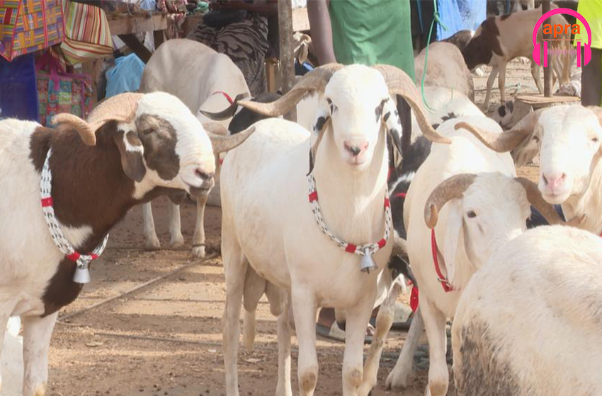 Sénégal : Marché du mouton : l'incertitude demeure sur l'approvisionnement.