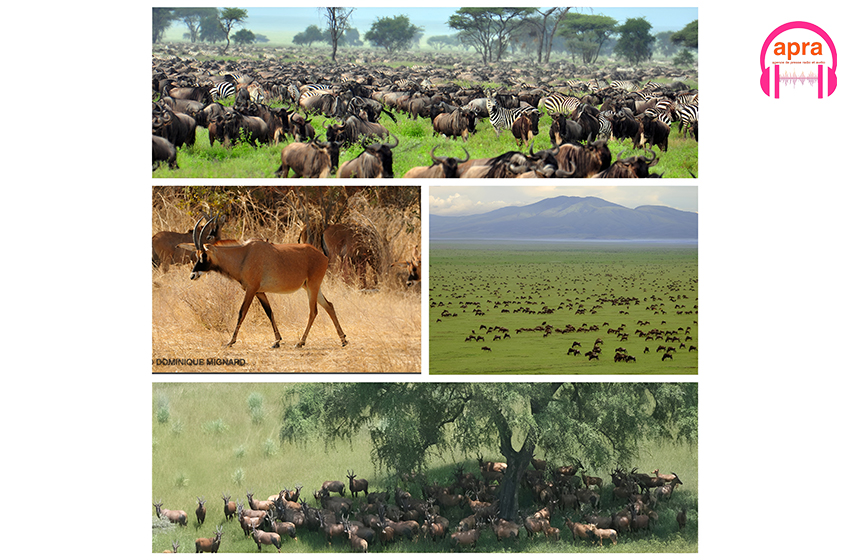 Ecologie/Soudan du Sud : une grande migration d'antilopes au monde menacé par le braconnage, de la famille des bovidés et de l'ordre des artiodactyles.