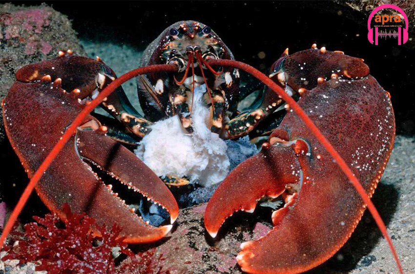 Les câbles sous-marins, la cause de malformations des homards et des crabes.