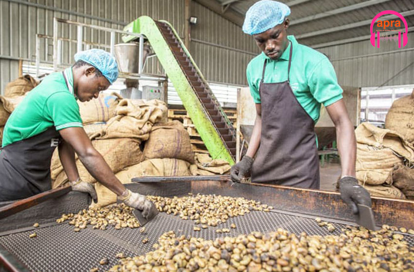 Café, cacao, anacarde, palmier à huile, Hévéa… : La Côte d’Ivoire réalise des avancées dans plusieurs filières agricoles