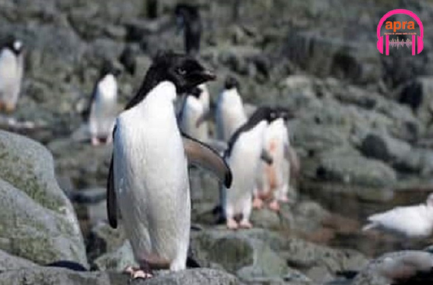 Environnement / AFRIQUE DU SUD : LES PINGOUINS EN VOIE DE DISPARITIONS
