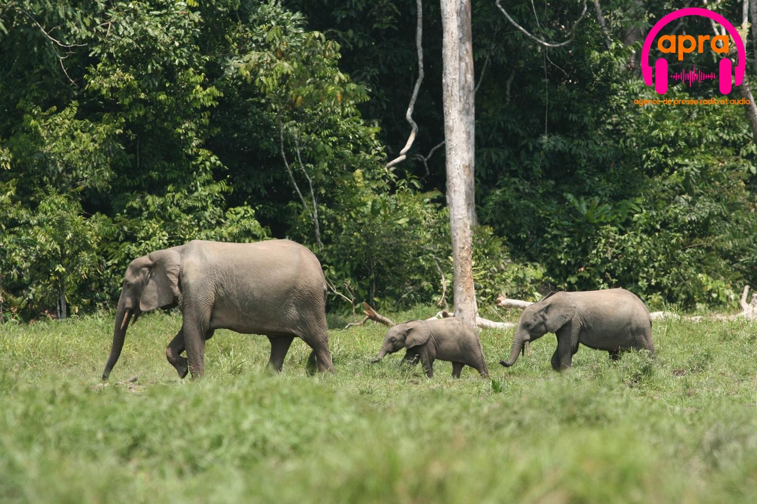 Environnement : la population d’éléphants estimée à seulement 500 individus en Côte d’Ivoire.