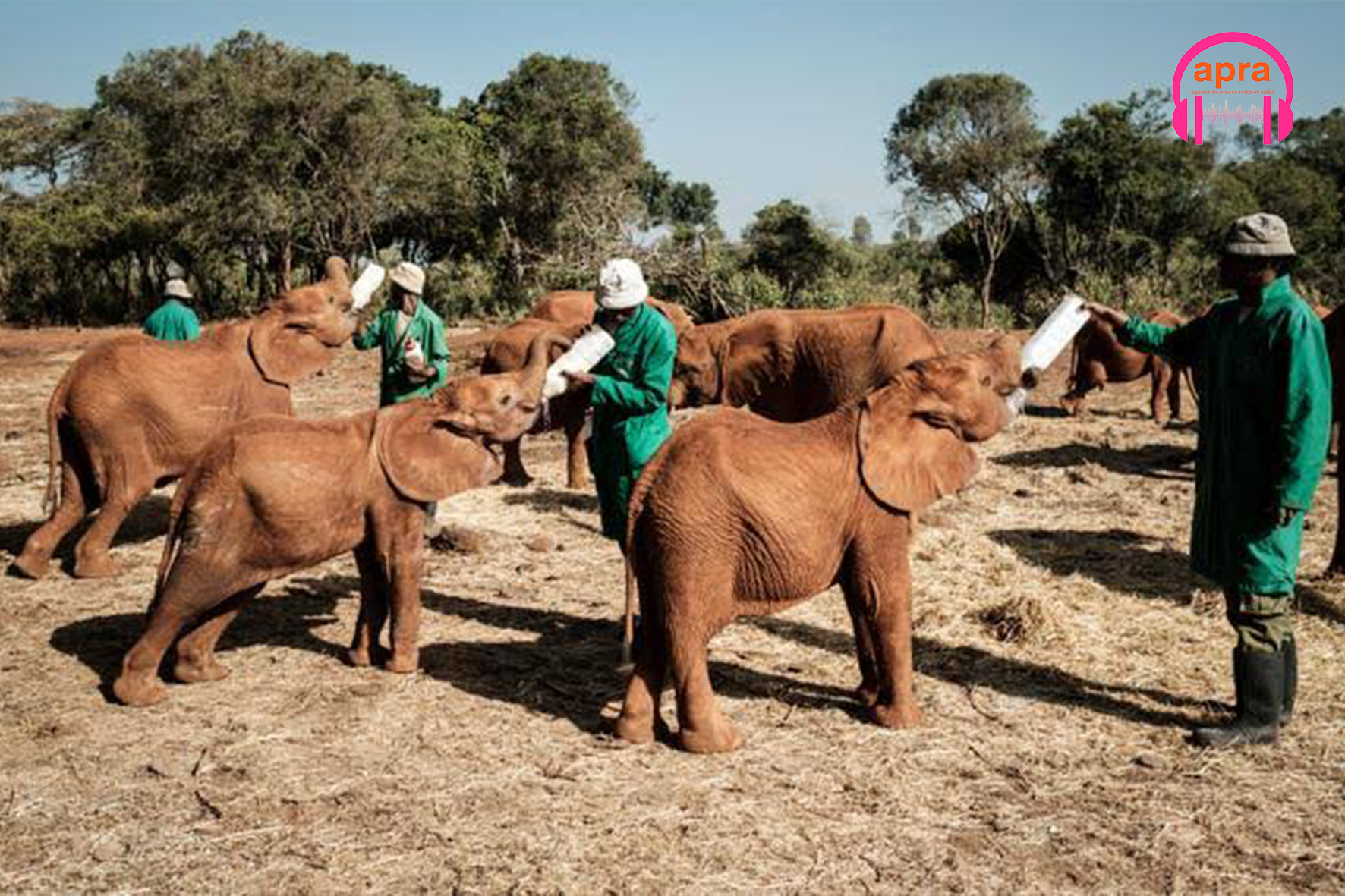 Kenya : un nouvel orphelinat à Nairobi pour les animaux sauvages.