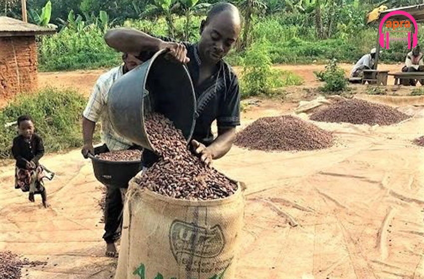 Cameroun : le cacao acheté à 2730 francs CFA par kilogramme