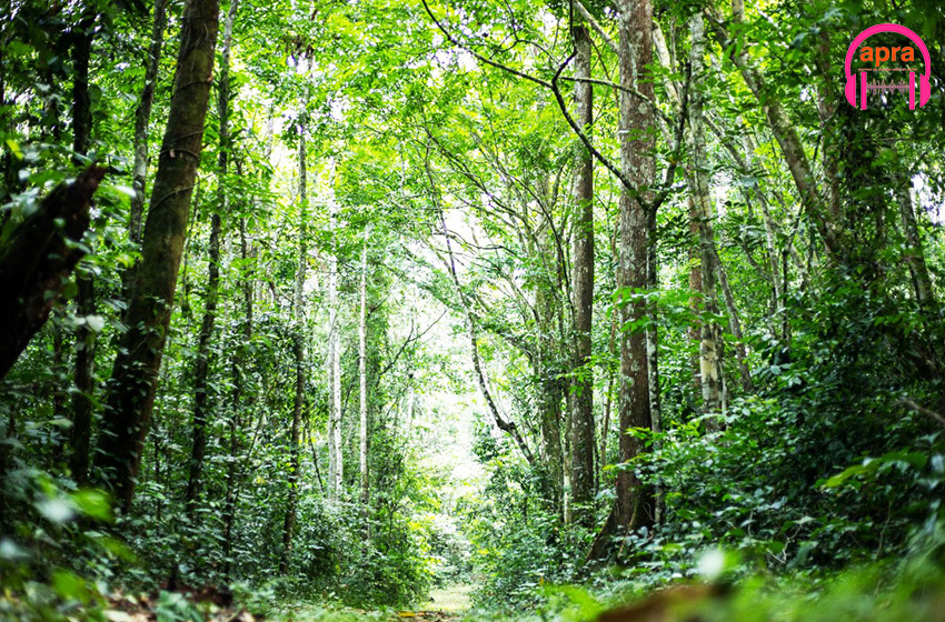 Réhabilitation du couvert forestier : le gouvernement crée trois Agroforêts dans les régions du Cavally et du Guémon, de San Pedro et de la Nawa