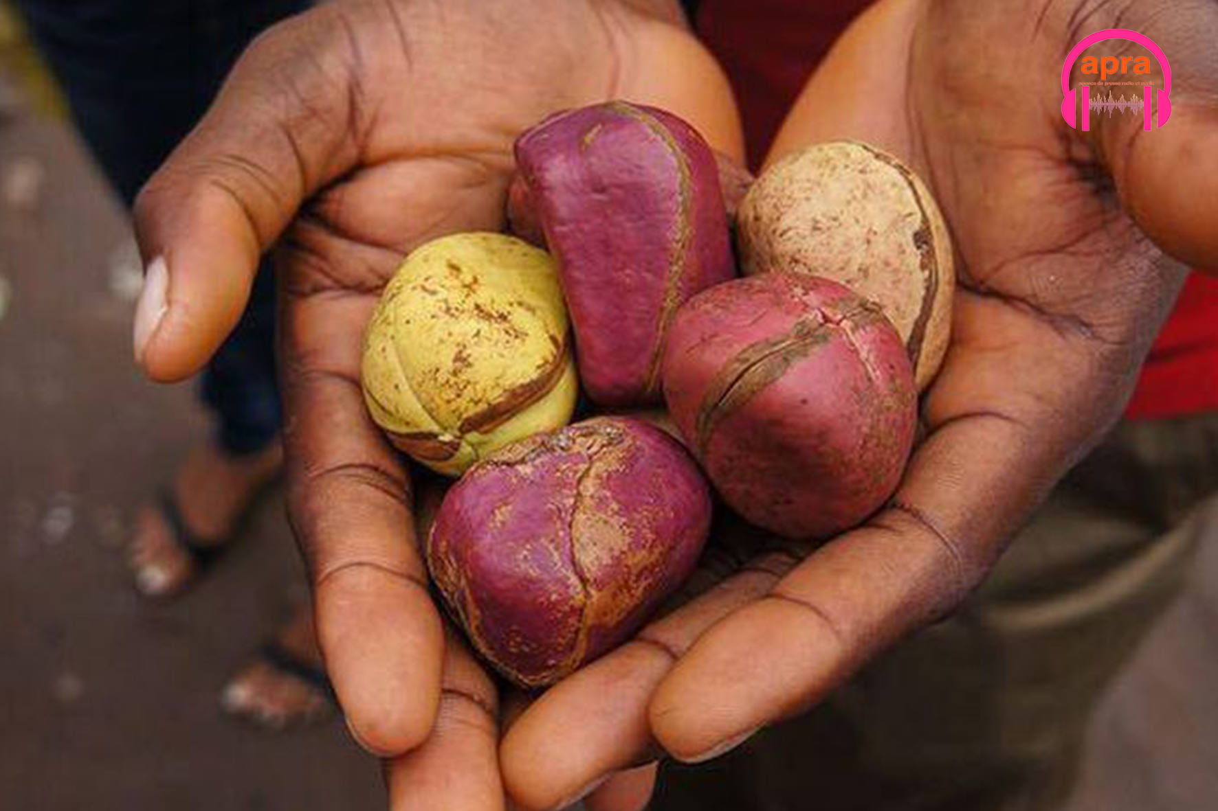 CULTURE / La cola : ce fruit sacré qui scelle l’union et unit les familles dans le mariage africain musulman.