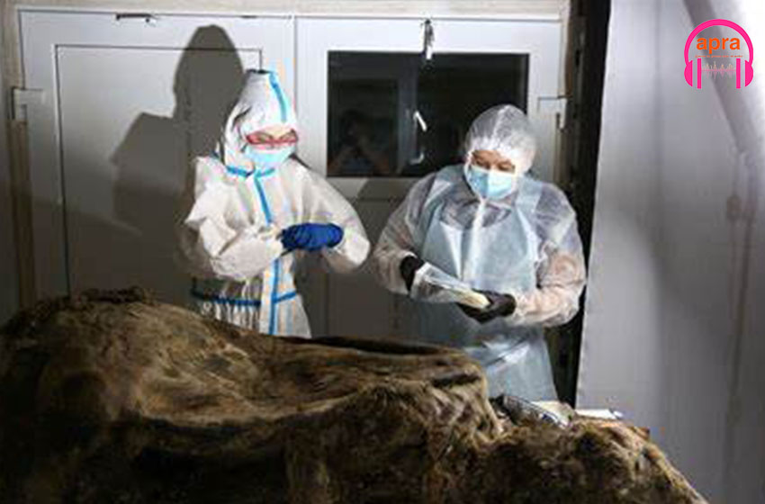 Sciences / Découverte d’un Ours de 3500 ans conservé dans le sol gelé de la Sibérie