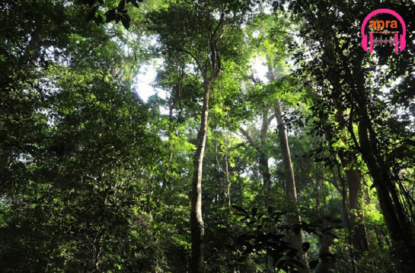 Exploitation de la forêt : le ministère exige un agrément aux populations.