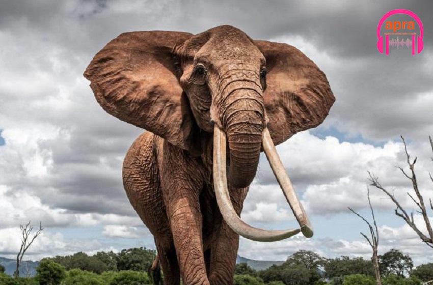 Environnement / Kenya : ‘‘Dida’’, la plus grande éléphante à défenses est morte