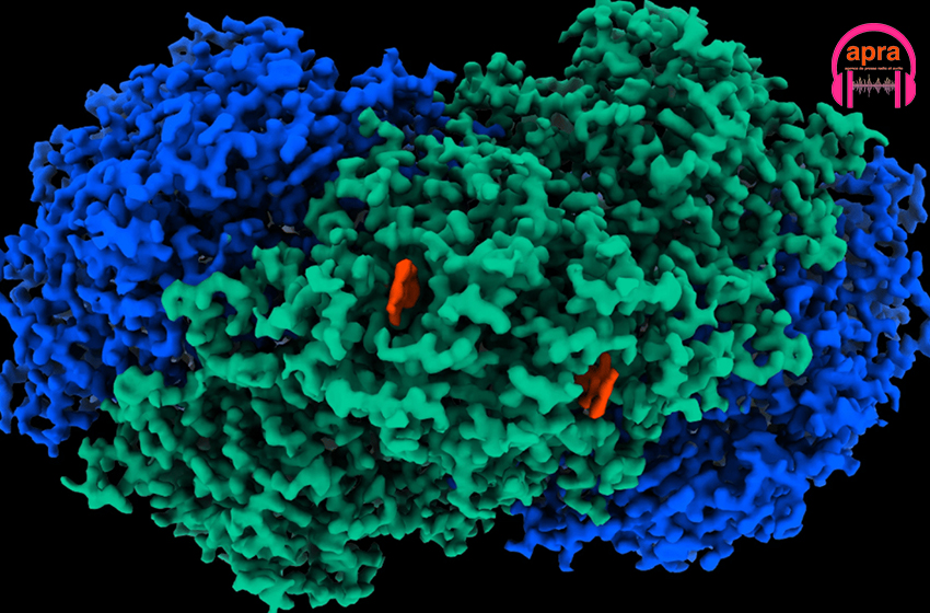 Sciences / Des scientifiques découvrent une enzyme capable de transformer l’air en électricité